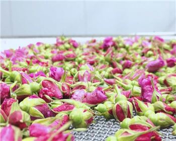 干貨！你需要知道的四川烘干工藝之玫瑰花烘干